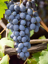 Similar image 21212526