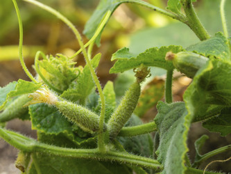 Similar image 21212533