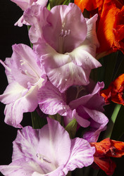 Similar image 21218734