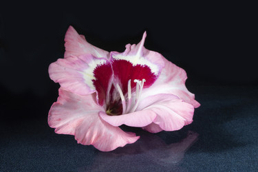 Similar image 21219115