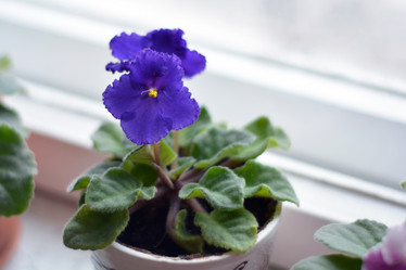 Similar image 21206499