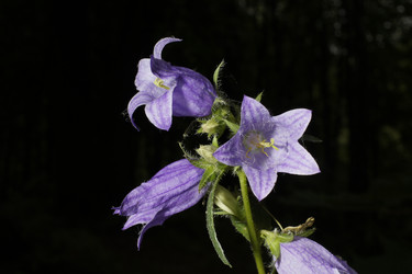 Similar image 21205794