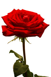 Similar image 21204916