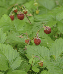 Similar image 21234737