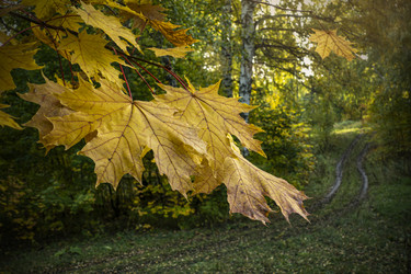 Similar image 21234747