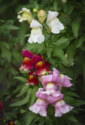 Similar image 21247899