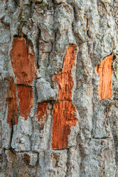 Similar image 21238108