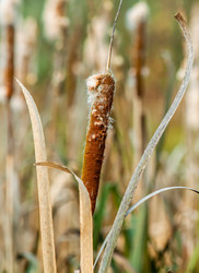 Similar image 21207408