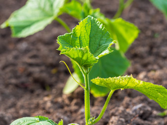 Similar image 21205477