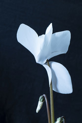 Similar image 21218791