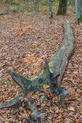 Similar image 21207137