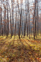 Similar image 21207157