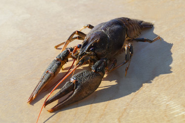 Similar image 21219069