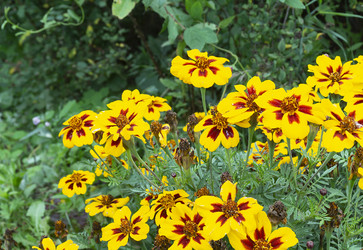 Similar image 21219146