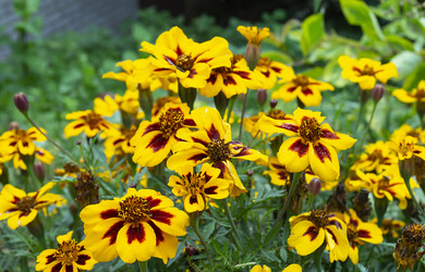 Similar image 21219150