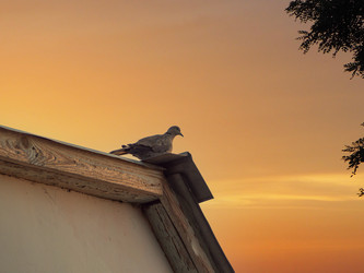 Similar image 21205499