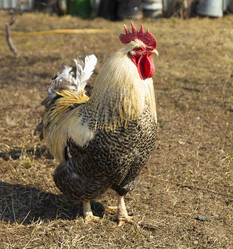 Similar image 21218852