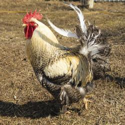 Similar image 21219178