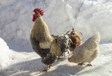 Similar image 21205577