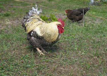 Similar image 21205816