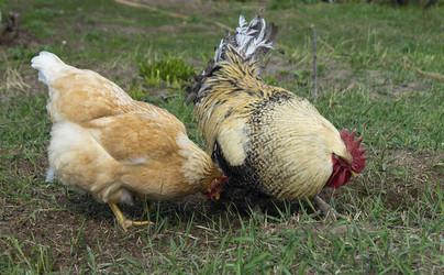 Similar image 21205818