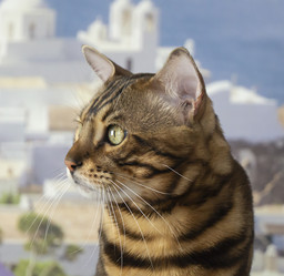 Similar image 21205821