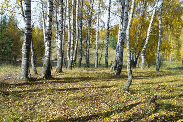 Similar image 21218884