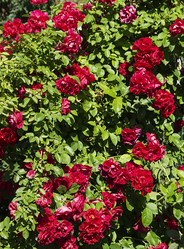 Similar image 21218942