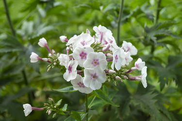 Similar image 21205837