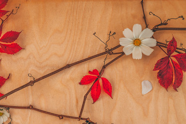 Similar image 21246390