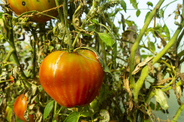 Similar image 21205847