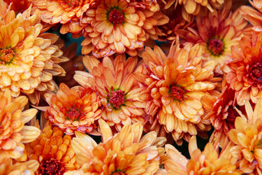 Similar image 21238251