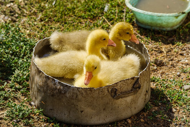 Similar image 21207291