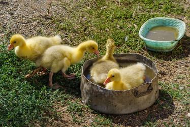 Similar image 21207293