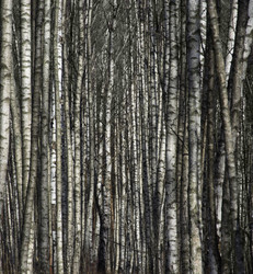 Similar image 21221450