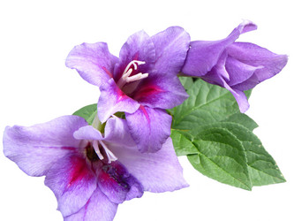 Similar image 21218981