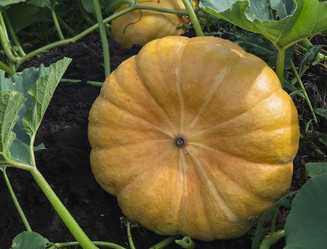 Similar image 21205596