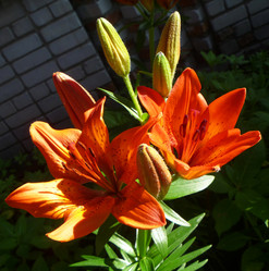 Similar image 21205873