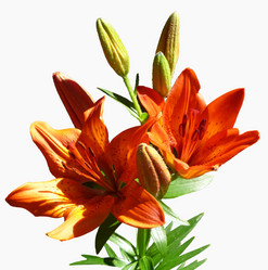 Similar image 21205875