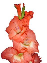 Similar image 21205887