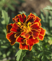 Similar image 21205889