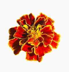 Similar image 21205890