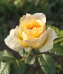 Similar image 21209007