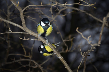 Similar image 21221598