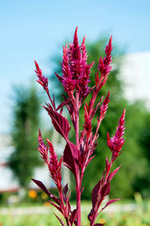 Similar image 21247013