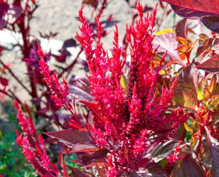 Similar image 21221063