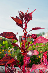 Similar image 21225893