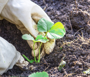 Similar image 21206567