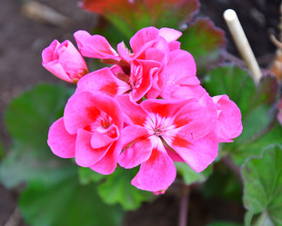 Similar image 21246944