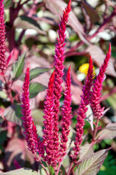 Similar image 21247072